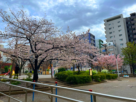行きつけの公園も桜が満開