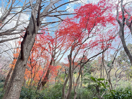 紅葉は12月がイイ