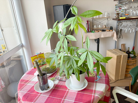 植え替え前