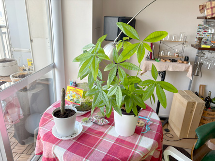 植え替え後