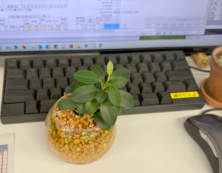 出社したら突然新芽が出ててびっくり