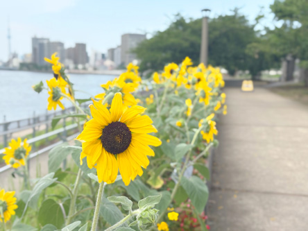 隣の花壇のひまわり満開