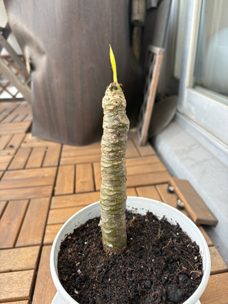 ７ヶ月目にしてプルメリアの芽が出た
