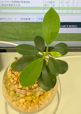 また新しい葉が出た