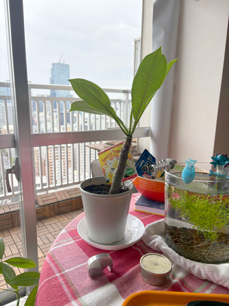 いきなり大きくなっとる いきなり大きくなっとる