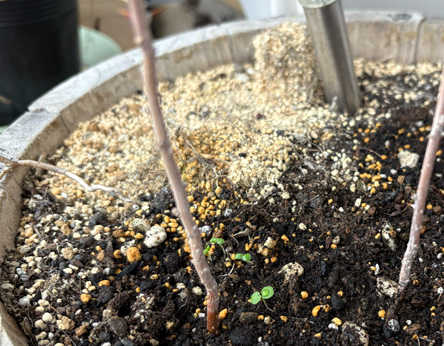 枯山水に草が生えてきた。育てよ。 枯山水に草が生えてきた。育てよ。