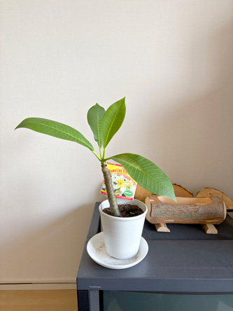 プルメリアは冬眠するらしくてちと残念