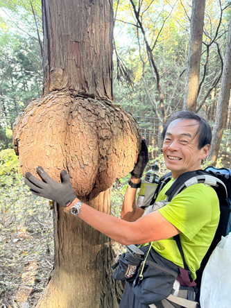 木にコブがついとるー