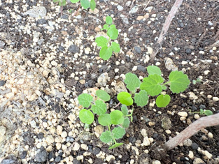 ネコが好きな匂いとあったけどワカランｗ