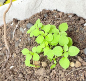 普通に食べられるらしい。