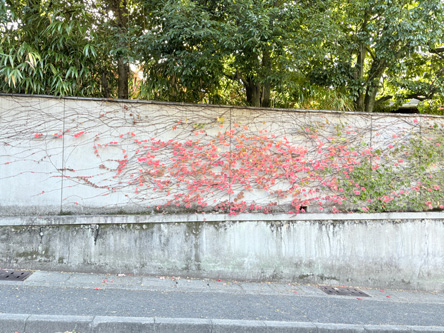 グラデがきれい