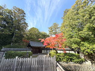 まばゆい赤が多い