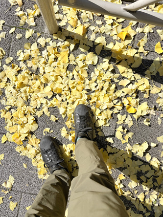 落ち葉いっぱいの季節