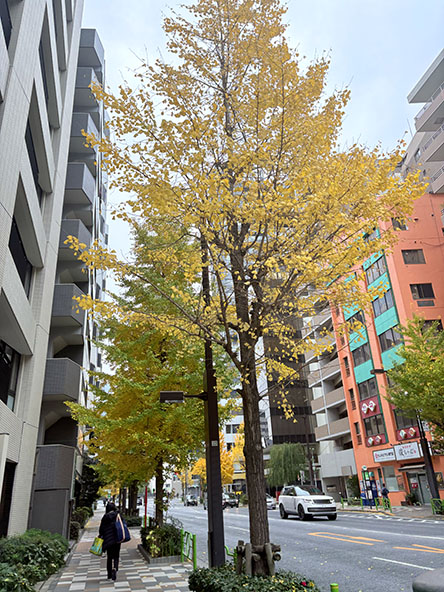 イチョウもキレイ
