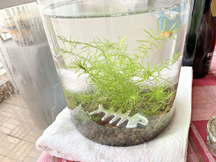 魚のチャームが水槽内に落ちとるｗ