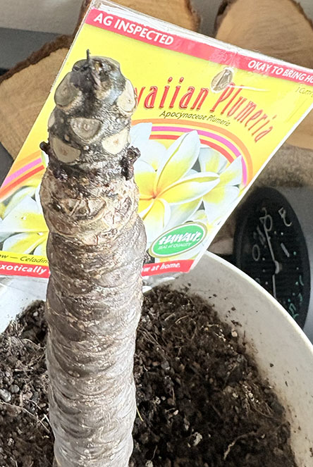 プルメリアの先端がいきなり茶色になったｗ