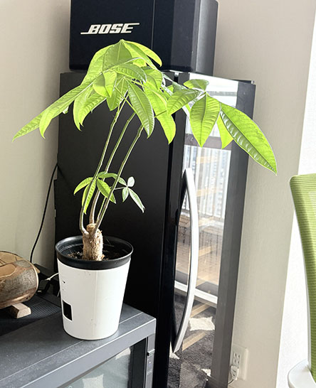 いっぽうパキラは成長中