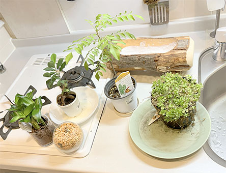 キッチンで植え替えをするの図