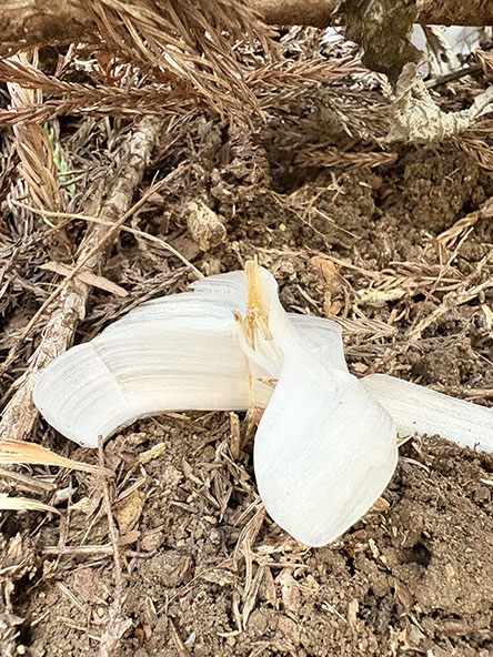 数はそこそこ、小さいけど