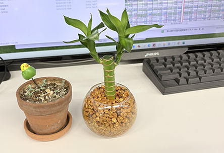 会社のデスクトップ園芸
