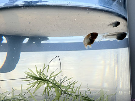 メダカを煽りで撮る