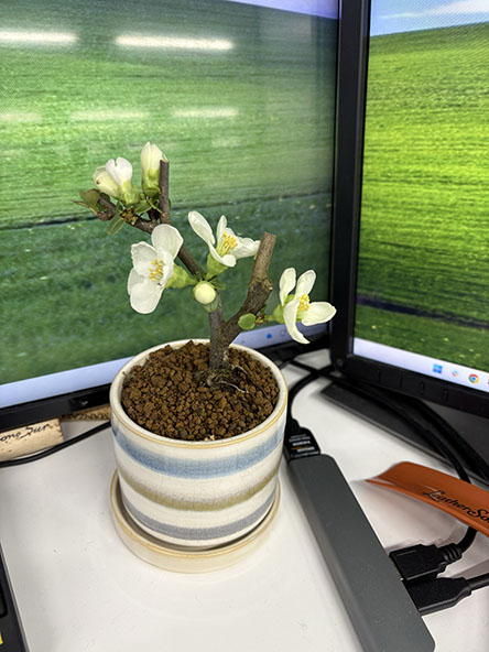 ボケを会社に持ってった