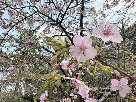 カワヅザクラが満開