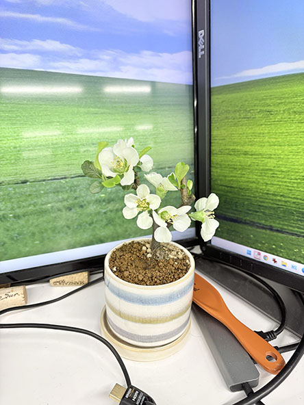 地面が乾いとった