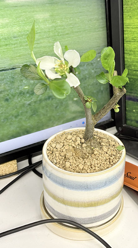 とうとう花がなくなった